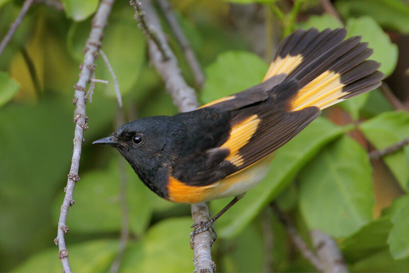 Migrant birds like American Redstart filled the woodlands of Effigy Mounds National Monument, in Iowa. Photo by Greg Lavaty