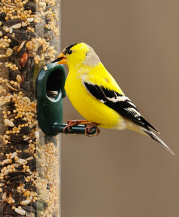 American Goldfinch, JanetandPhil, Flickr