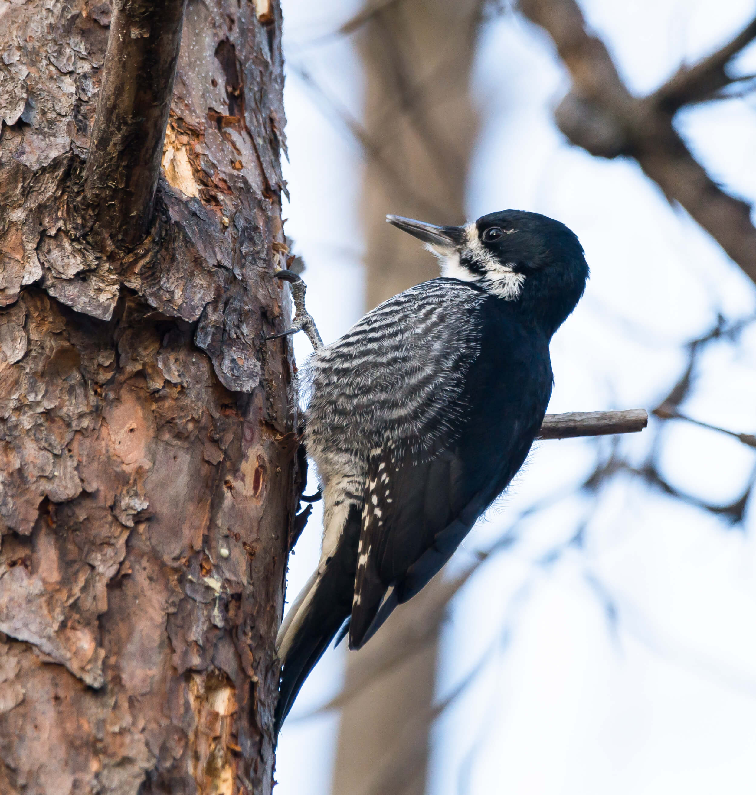 We saw a Black-backed Woodpecker in Itasca State Park, near the headwaters of the Mississippi River. Photo by ShutterShock