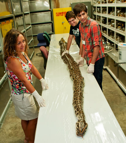 largest boa constrictor ever