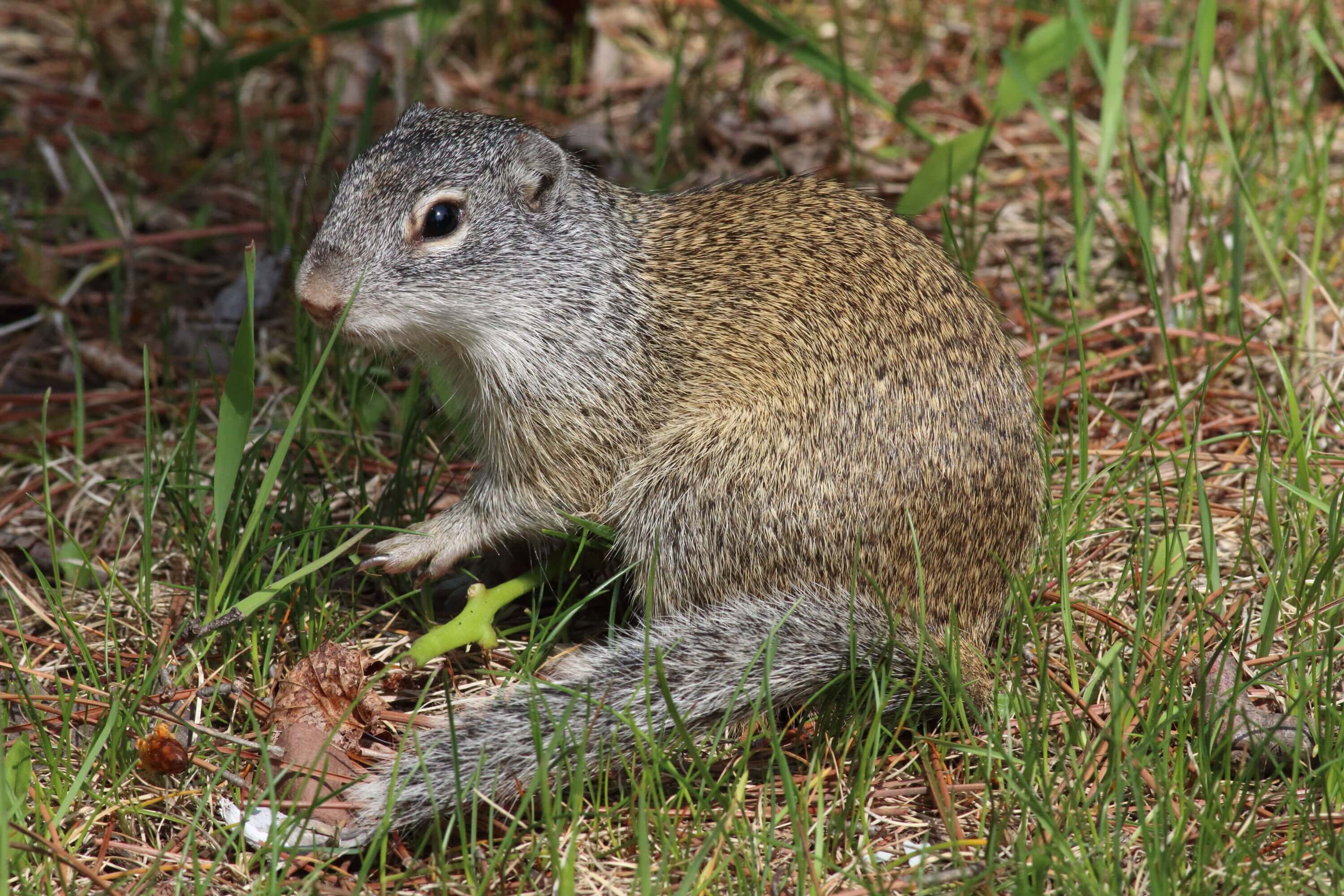 At our picnic table, we had visitors like this ground squirrel. Photo by Bruce Beehler