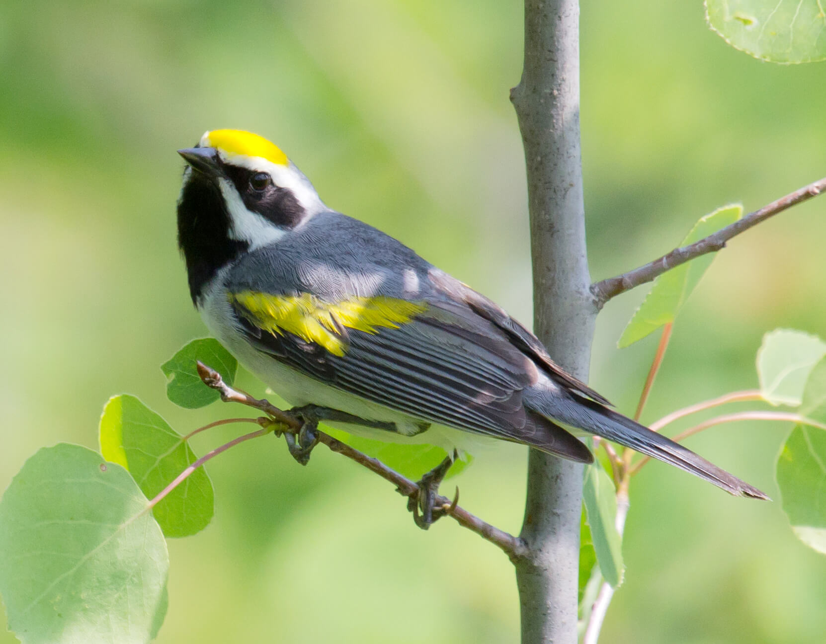 Golden-winged Warbler have responded quickly to habitat management at Tamarac National Wildlife Refuge in Minnesota. Photo by Laura Erickson
