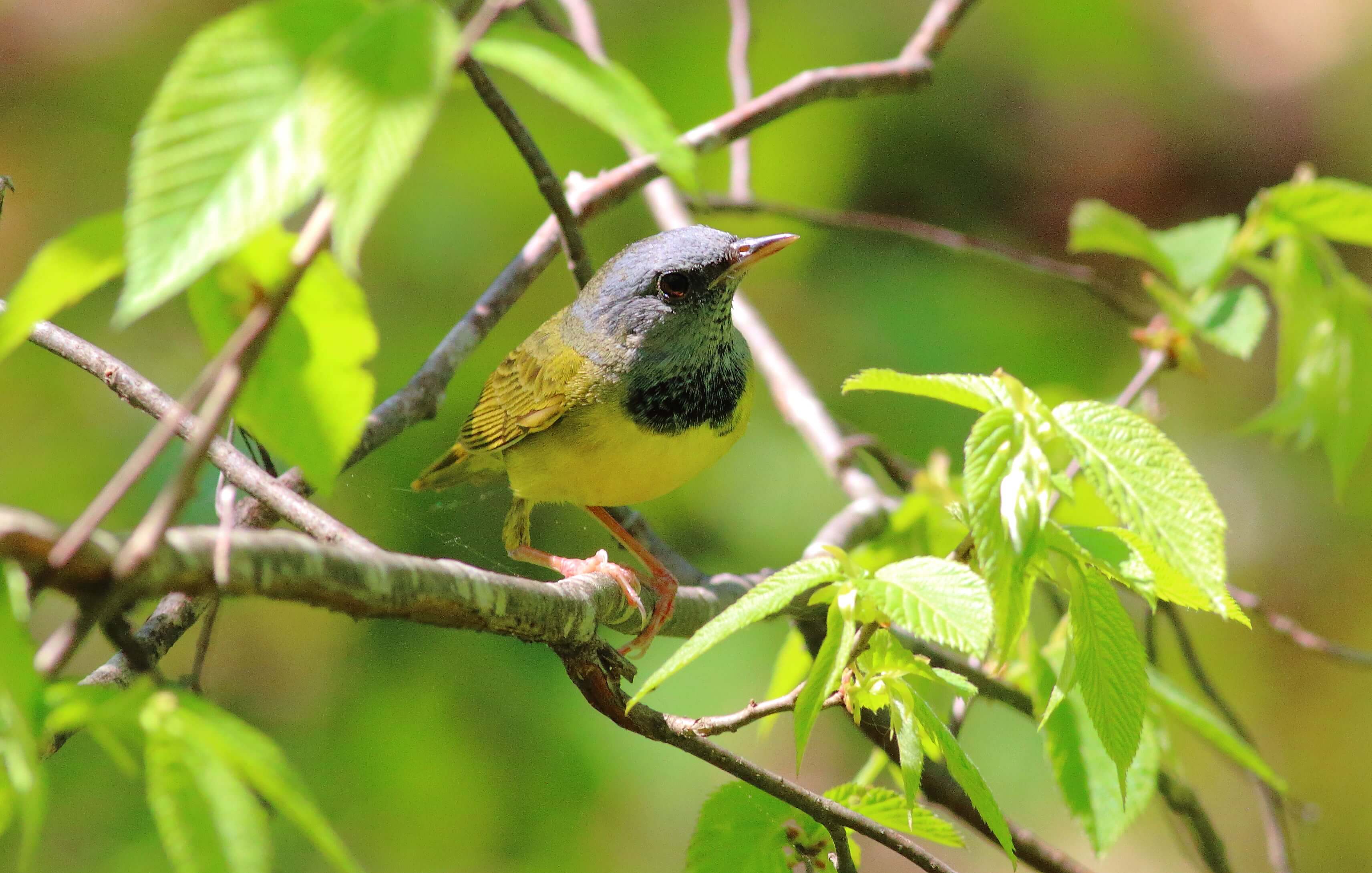 North of Duluth, we saw many warblers, including Mourning Warbler. Photo by Bruce Beehler