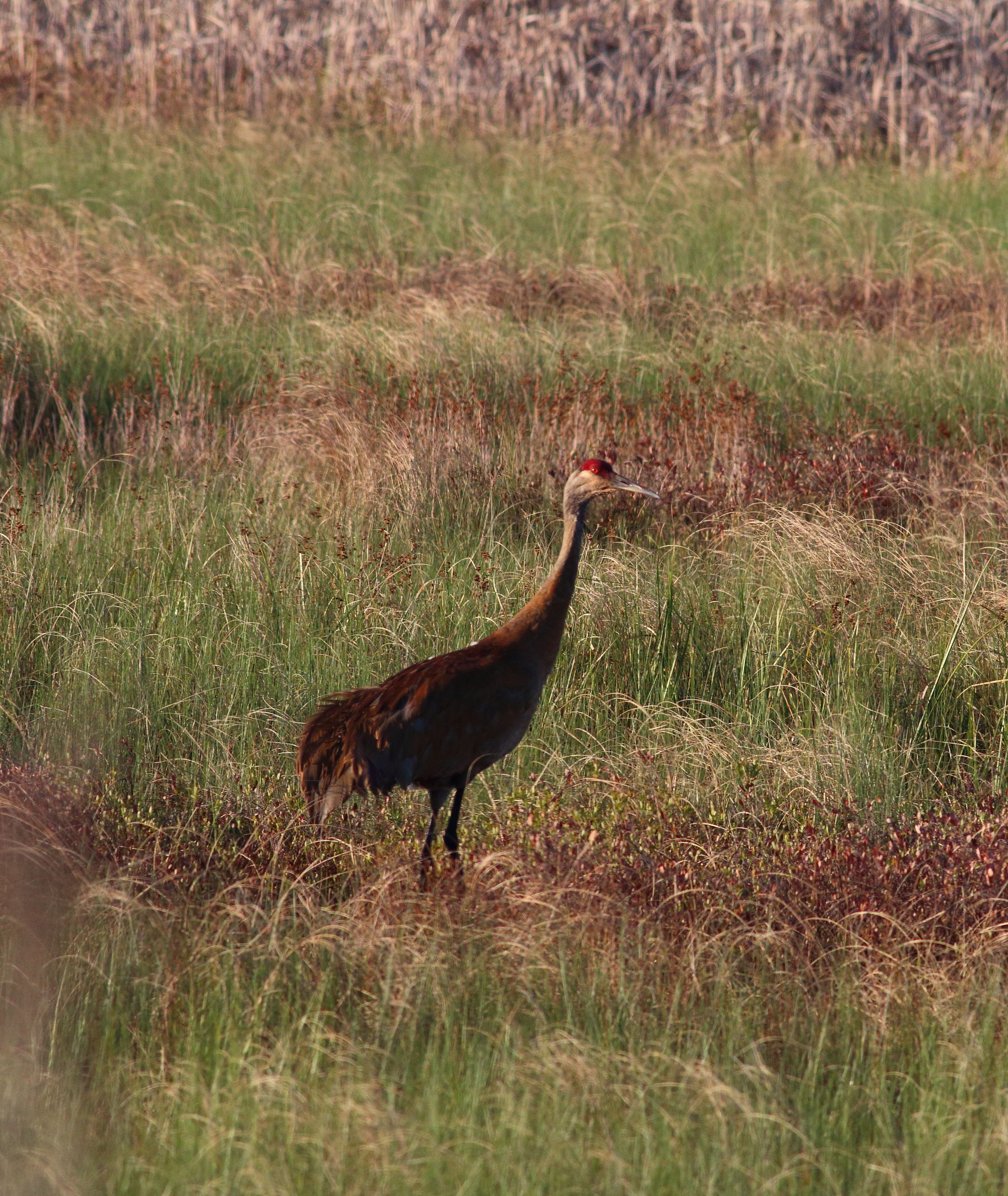 Crex Meadows is home to many nesting pairs of Sandhill Cranes each summer. Photo by Bruce Beehler