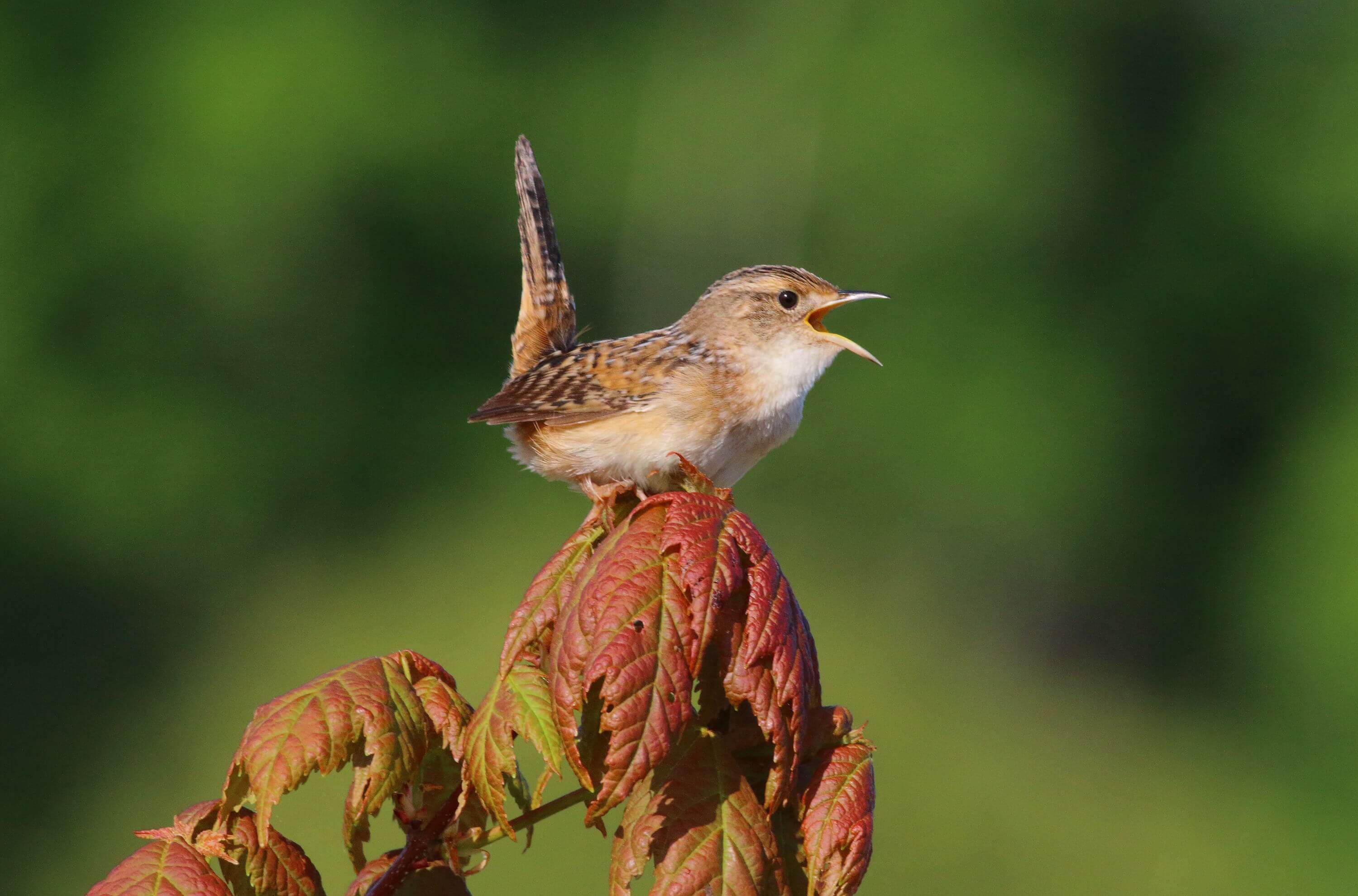 I saw this Sedge Wren at Crex Meadows Wildlife Area, in Wisconsin. Photo by Bruce Beehler