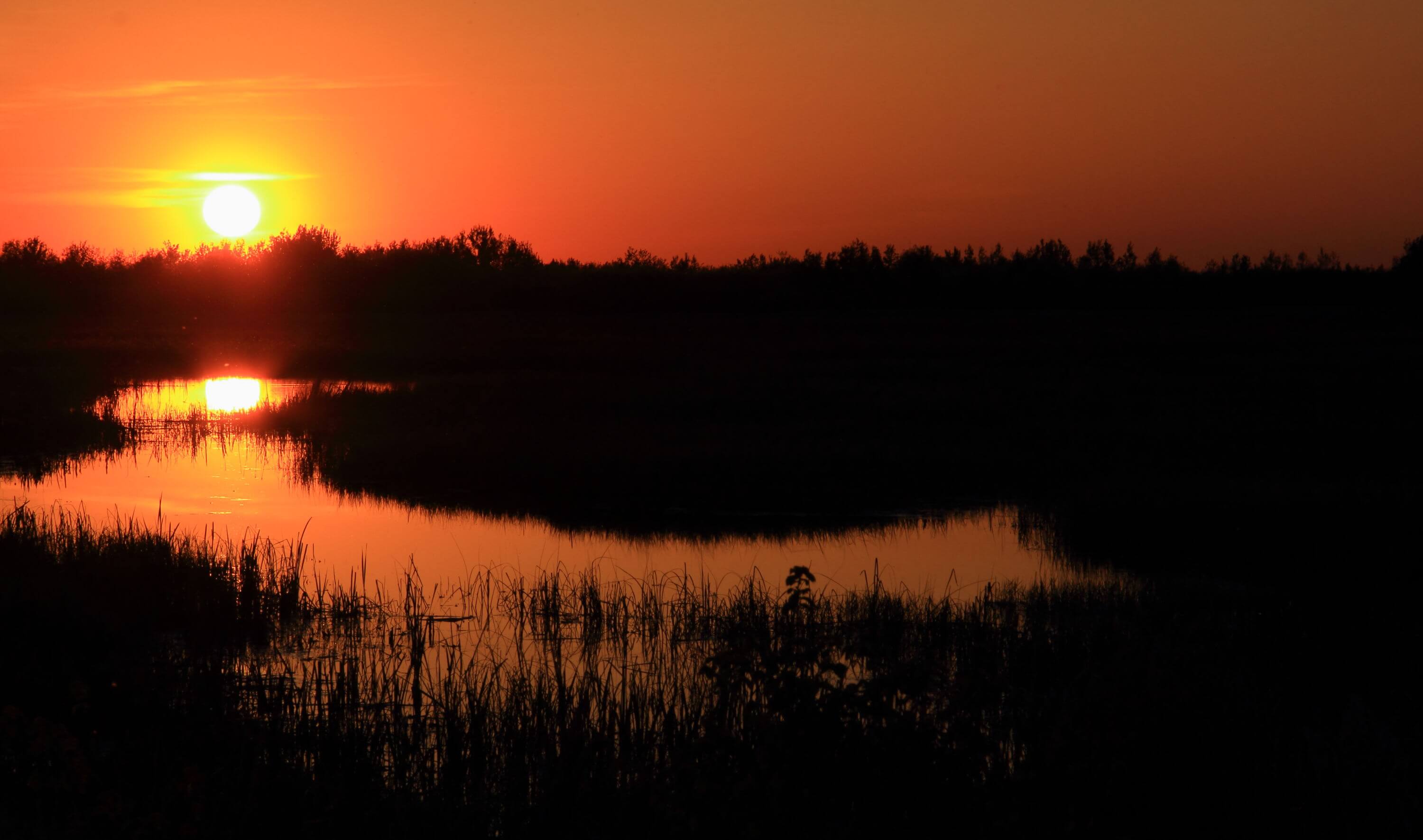 At Crex Meadows, fire and mechanical means have transformed closed-canopy deciduous forest into prairie. Photo by Bruce Beehler