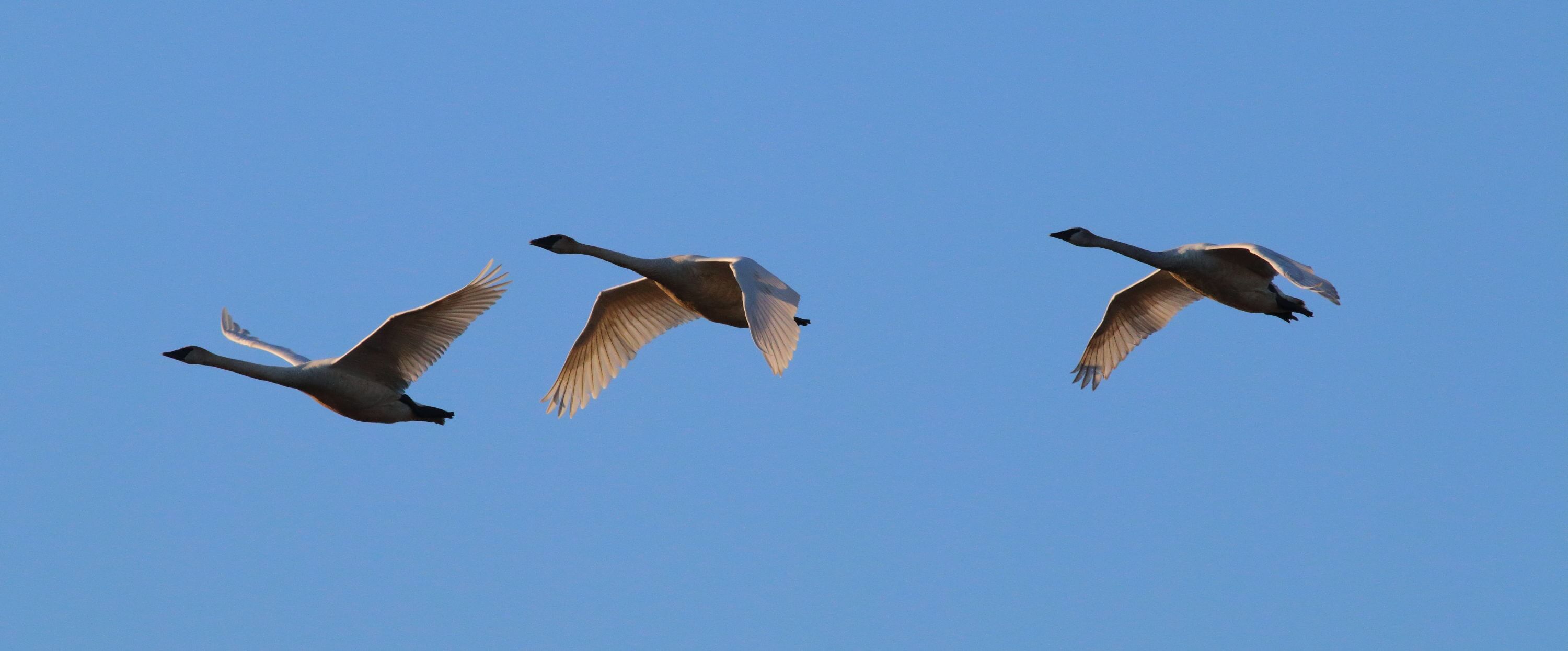 Trumpeter Swans at Crex Meadows. Photo by Bruce Beehler