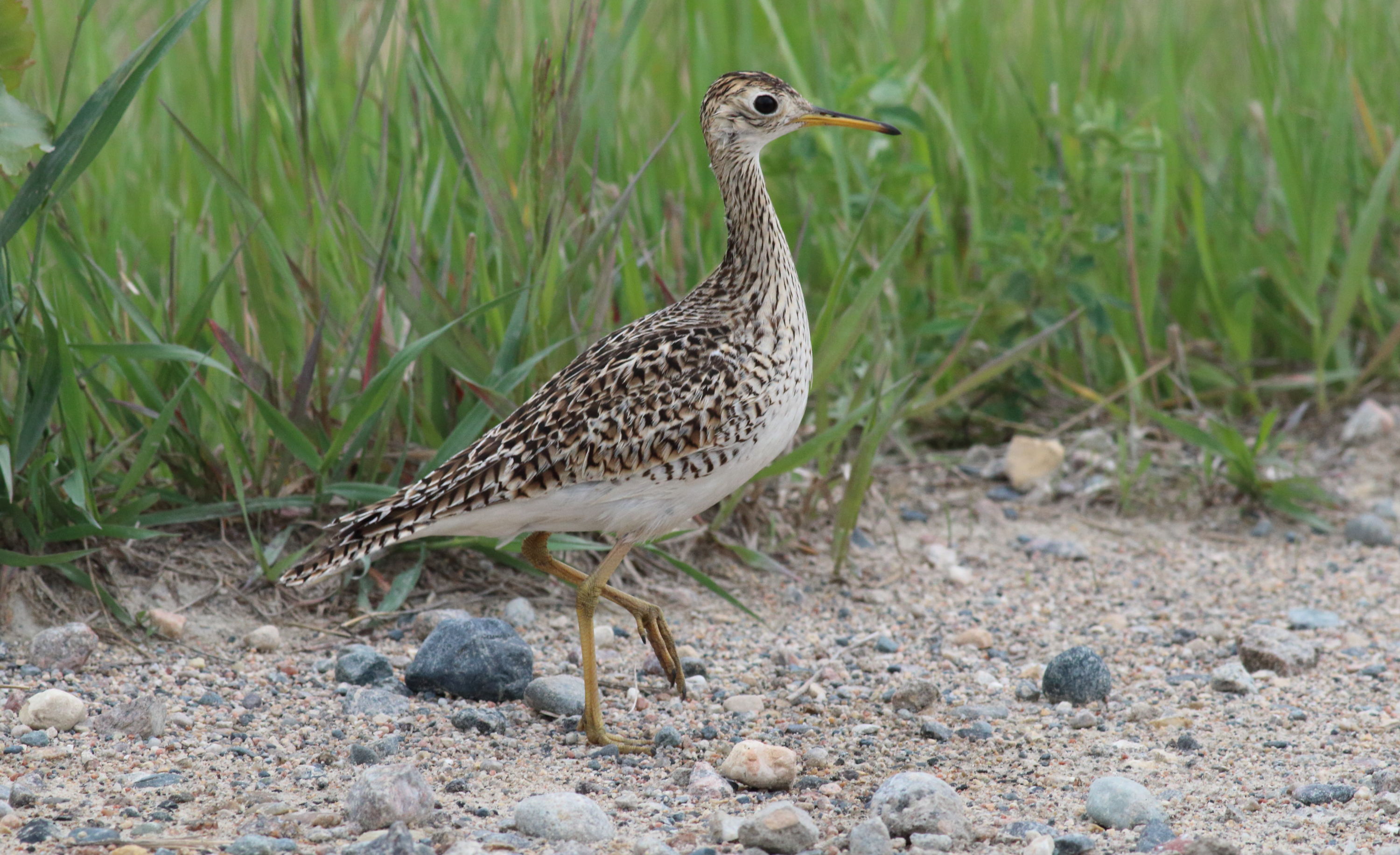 Upland Sandpiper at Felton Prairie, a carefully managed remnant prairie in northern Minnesota. Photo by Bruce Beehler