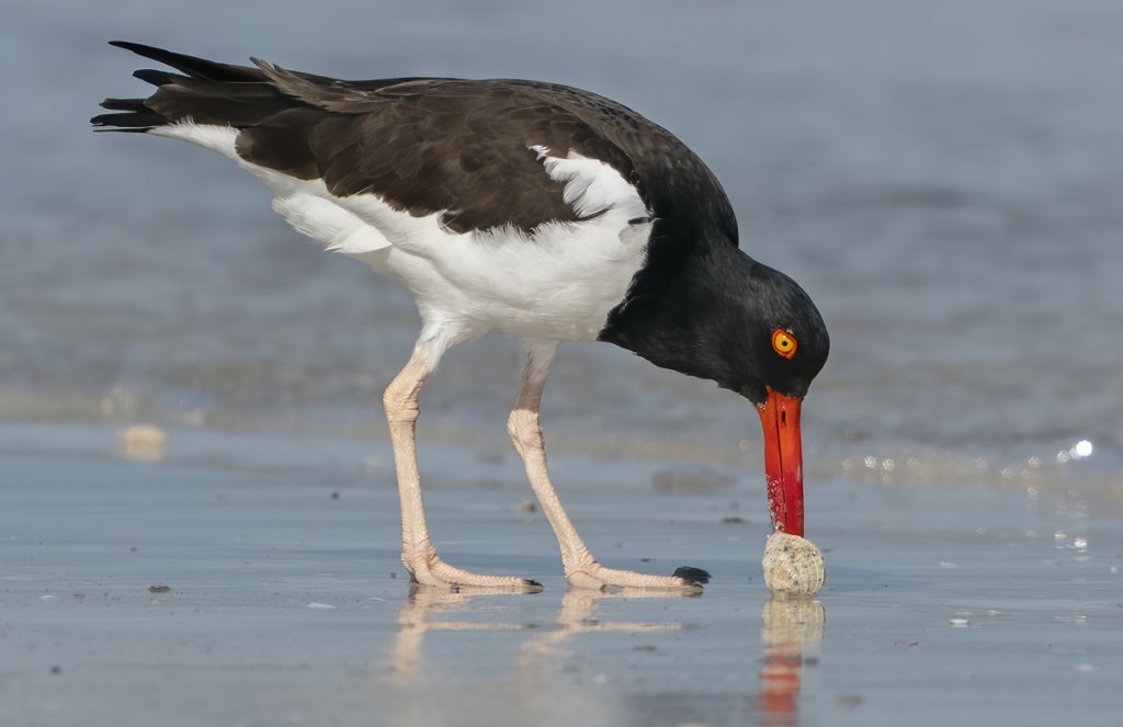 American Oystercatcher by Larry Master, masterimages.org