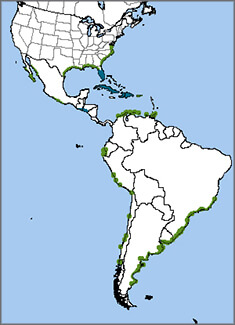 American Oystercatcher map, NatureServe