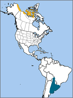Buff-breasted Sandpiper map, NatureServe
