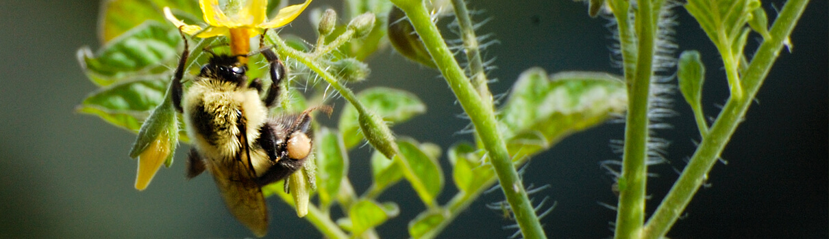 Bumble bee on tomato plant, David Schnerch/Shutterstock