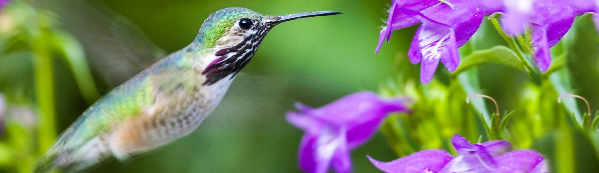 White House Plays Down Pesticide Threat to Pollinators - American Bird ...