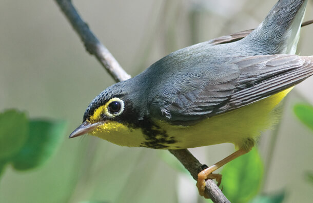 Canada Warbler, Gerald A DeBoer/Shutterstock