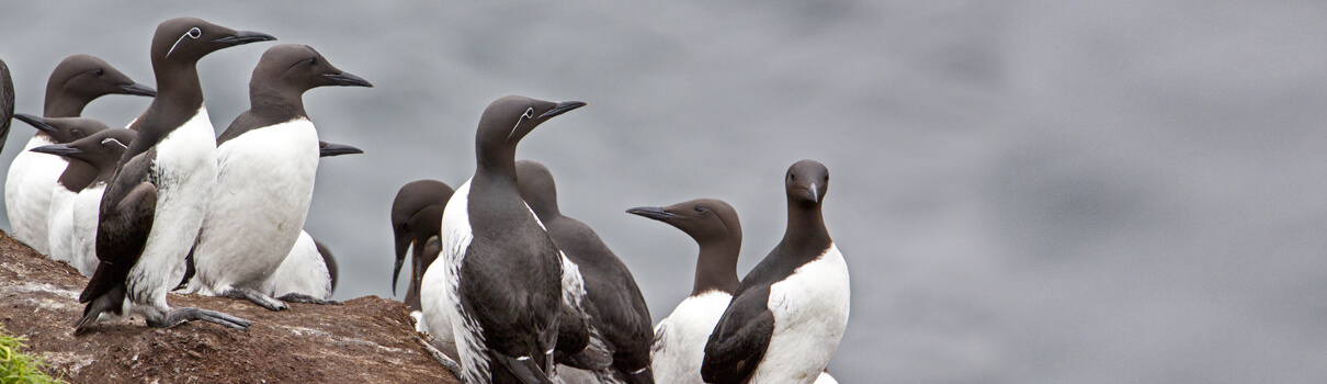 Thirty-two different species of seabird, including the Common Murre, perished in drift nets in the Russian Exclusive Economic Zone, according to one study. Bildagentur Zoornar GmbH/Shutterstock