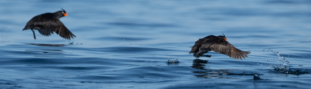 Crested Auklets have also become entangled in drift nets, which can extend up to 30 miles. Janelle Lugge/Shutterstock