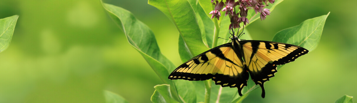 Eastern tiger swallowtail butterfly, Rabbitii/Shutterstock