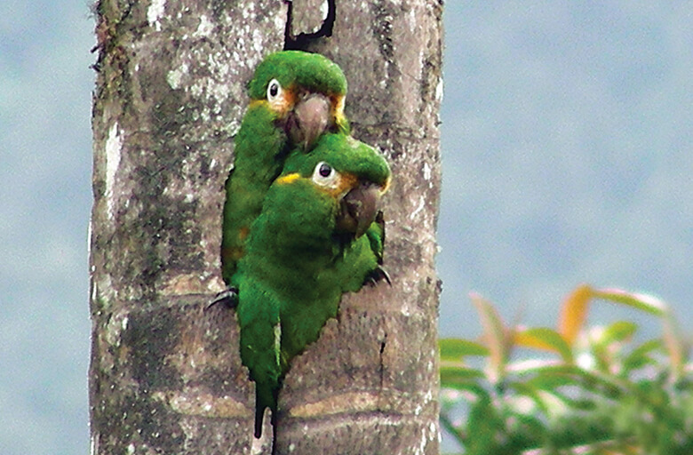 Golden-plumed Parakeet, Franco Morocho