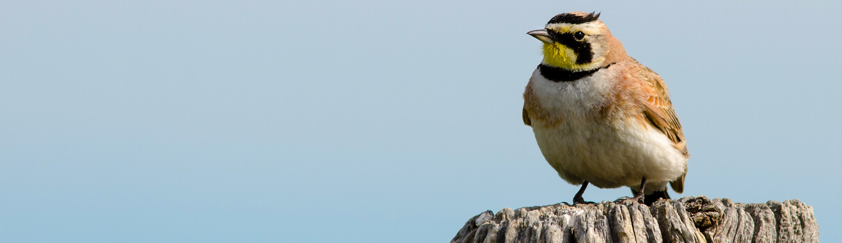 Horned Lark, David Spates/Shutterstock