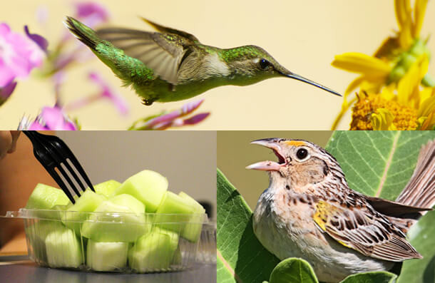 Clockwise, from top: Ruby-throated Hummingbird, Kelly Nelson/Shutterstock; Grasshopper Sparrow, Steve Byland/Shutterstock; Honeydew Melon from the Congressional Dining Halls, Aditi Desai (ABC)