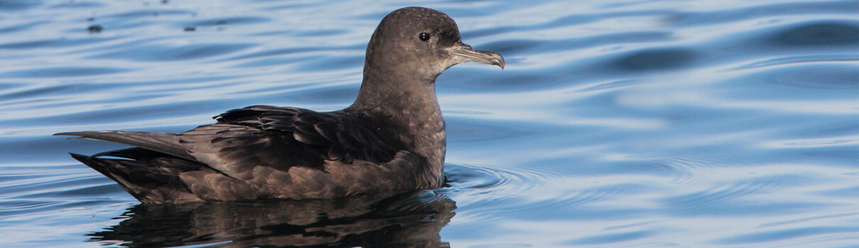 Drift nets can capture an entire flock of birds such as the Sooty Shearwater. Photo: Greg Lavaty