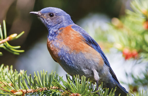 Western Bluebird, Wildphoto 3/Shutterstock