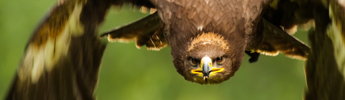 Golden Eagle, dirjr/Shutterstock