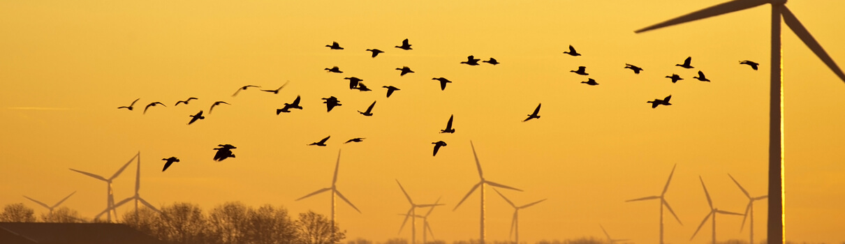 Turbine project unnerves some bird advocates