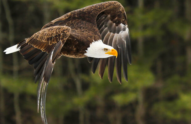 Bald Eagle, Chris Hill/Shutterstock