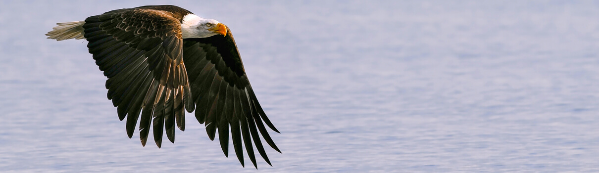 Bald Eagle, FloridaStock/Shutterstock