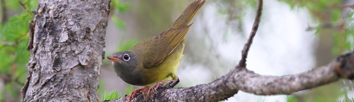 Connecticut Warbler, Bruce Beehler