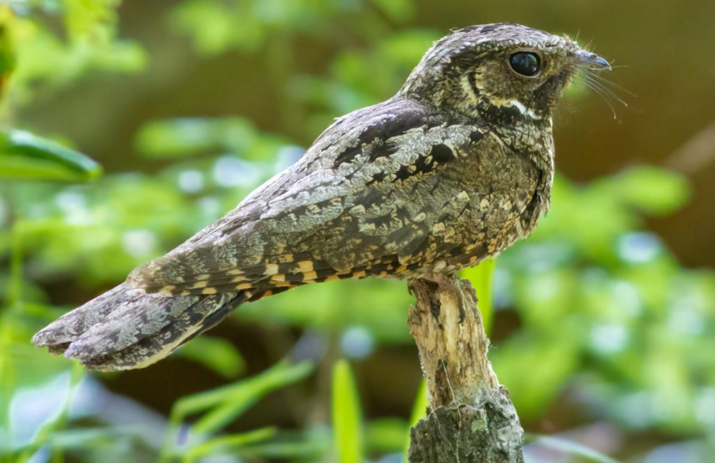 Eastern Whip-poor-will by Frode Jacobsen, Shutterstock