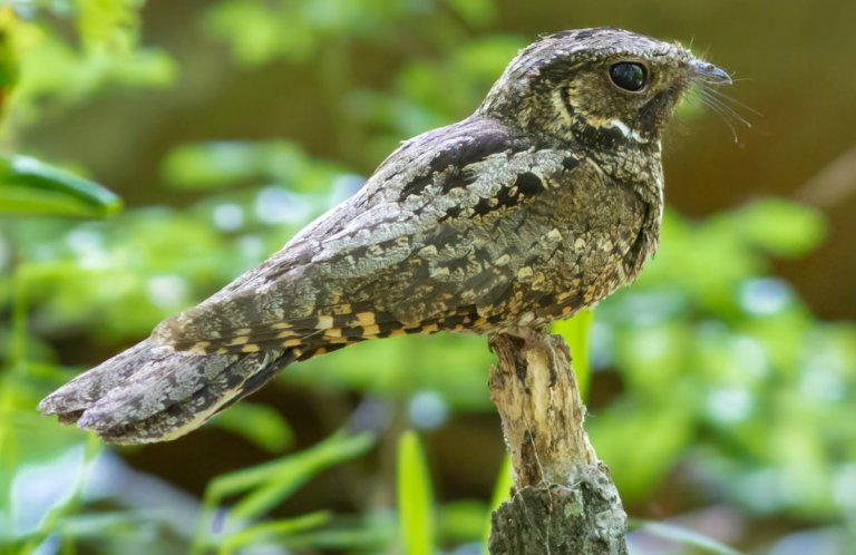 Eastern Whip-poor-will by Frode Jacobsen, Shutterstock