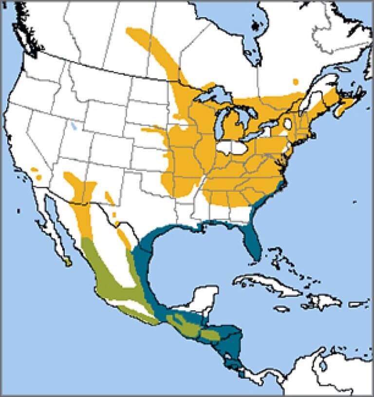 Eastern Whip-poor-will - American Bird Conservancy