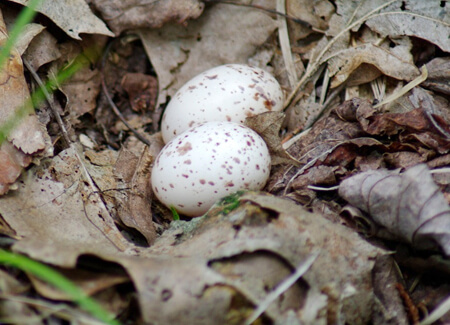 Eastern Whip-poor-will nest and eggs, Philina English
