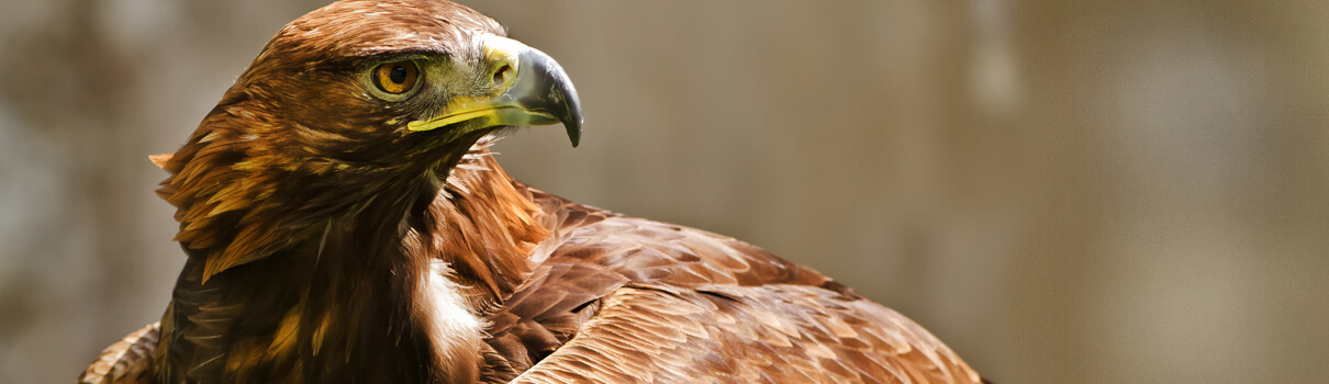 Golden  Eagle, Michael Ninger/Shutterstock