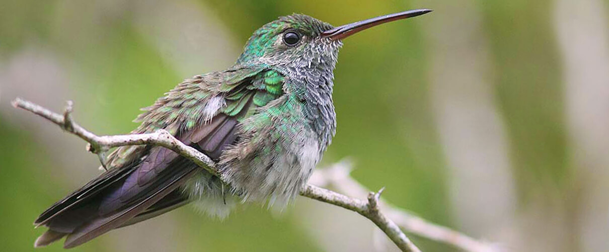 Honduran Emerald, Arturo