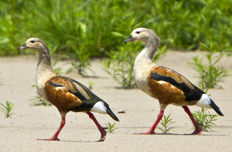 Orinoco Goose, Glenn Bartley