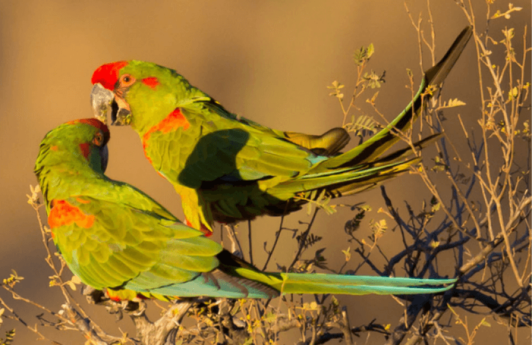 Red-fronted Macaws. Photo by Paul B Jones.