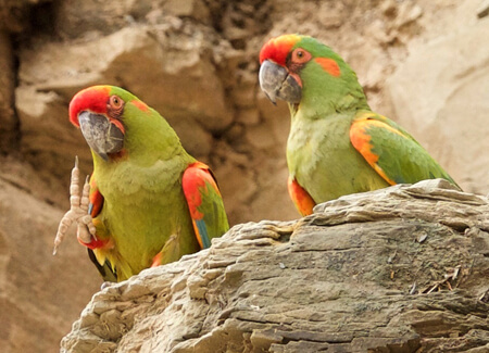 Red-fronted Macaws, Shoaib Tareen