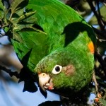 Santa Marta Parakeet, Murray Cooper