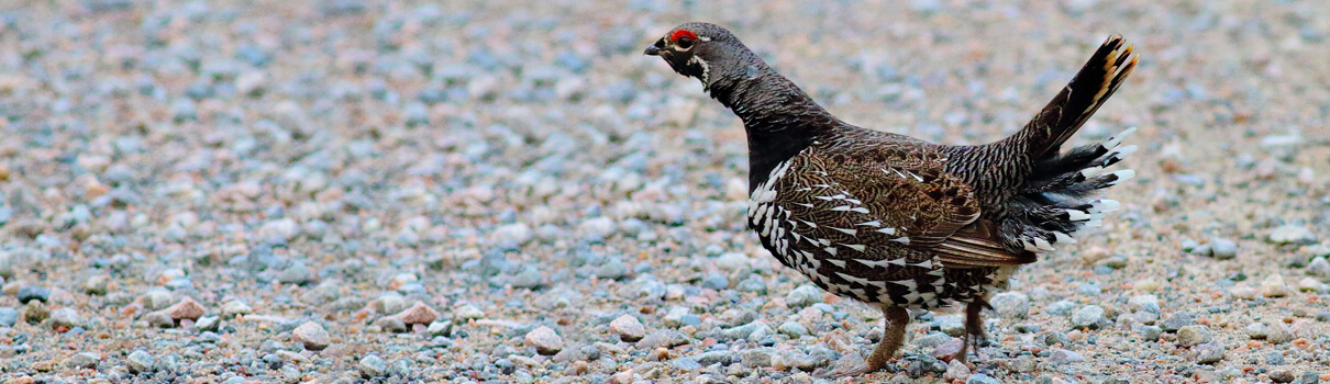 Spruce Grouse, Bruce Beehler