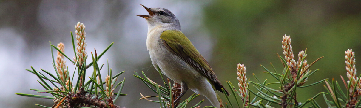 Tennesee Warbler, Bruce Beehler