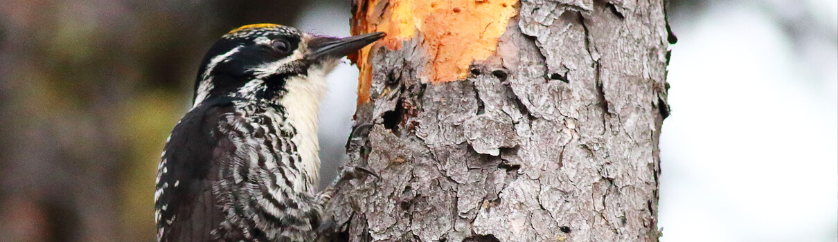 Three-toed Woodpecker, Bruce Beehler