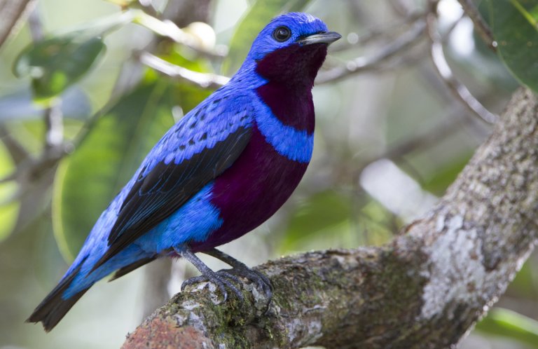 Banded Cotinga by Ciro Albano