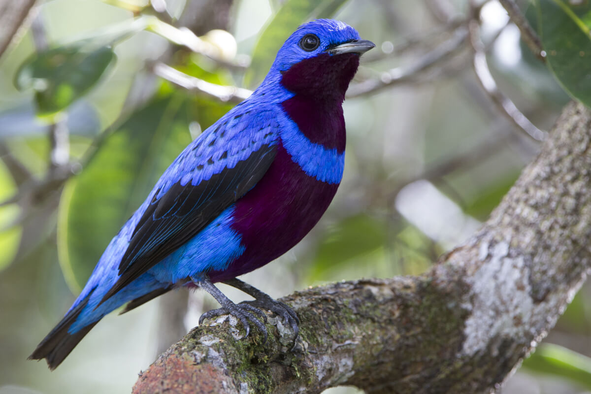 Newest Cotinga