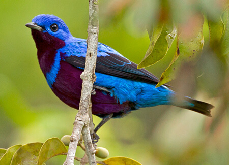 Banded Cotinga, Ciro Albano