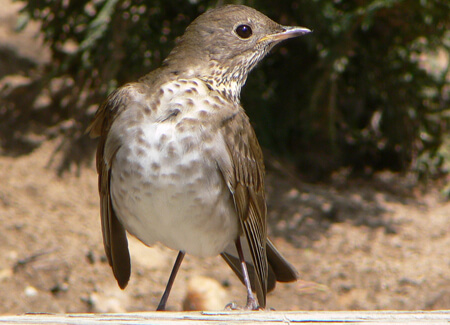 Bicknell's Thrush, Mike Parr