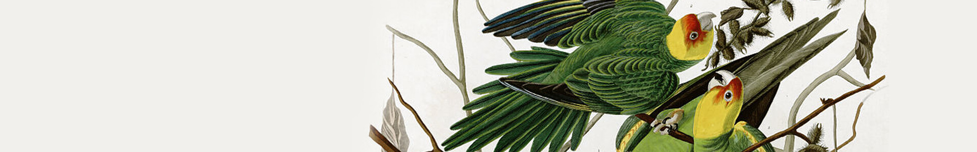 Carolina Parakeet, John James Audubon