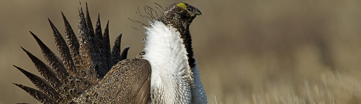 Greater Sage-Grouse by Tom Reichner